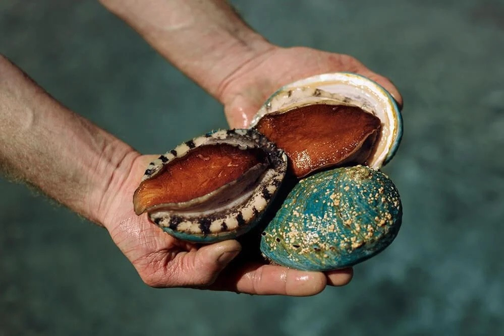 Bào ngư Bích Hổ hạ nhiệt, giảm giá mạnh Bao ngu Bich Ho ha nhiet, giam gia manh