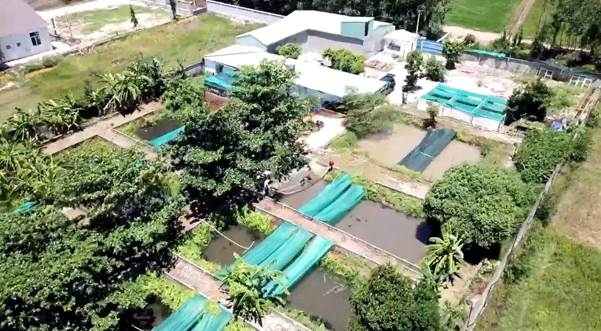 Thành đại gia bạc tỷ nhờ bắt cá rồng sinh sản - Hình 2 Thanh dai gia bac ty nho bat ca rong sinh san-Hinh-2