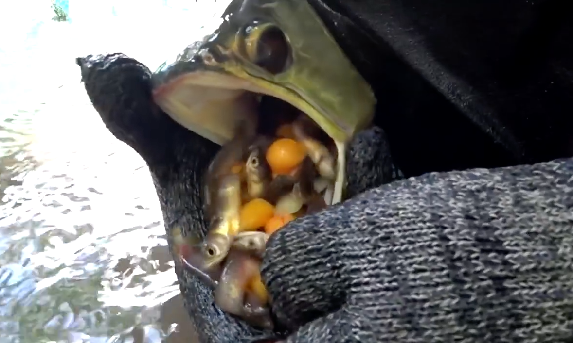 Thành đại gia bạc tỷ nhờ bắt cá rồng sinh sản - Hình 3 Thanh dai gia bac ty nho bat ca rong sinh san-Hinh-3