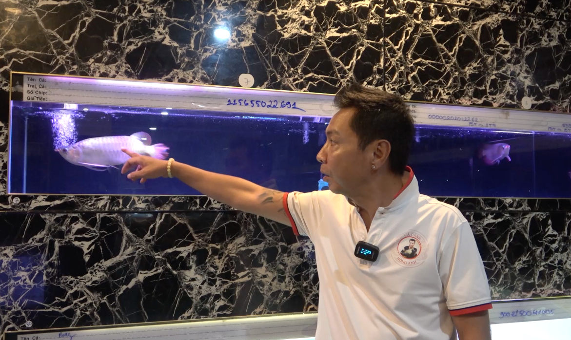 Thành đại gia bạc tỷ nhờ bắt cá rồng sinh sản Thanh dai gia bac ty nho bat ca rong sinh san