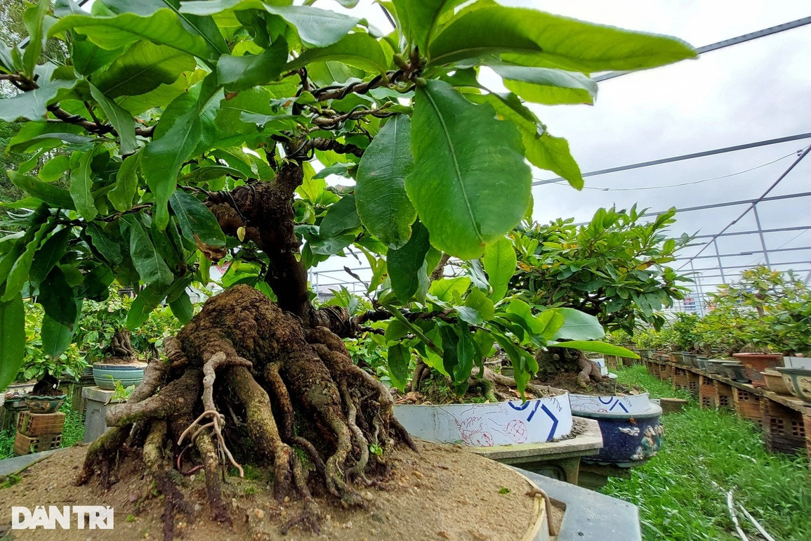 Nghệ nhân biến gốc mai vàng hết giá trị thành cây bonsai bạc tỷ - Hình 7 Nghe nhan bien goc mai vang het gia tri thanh cay bonsai bac ty-Hinh-7