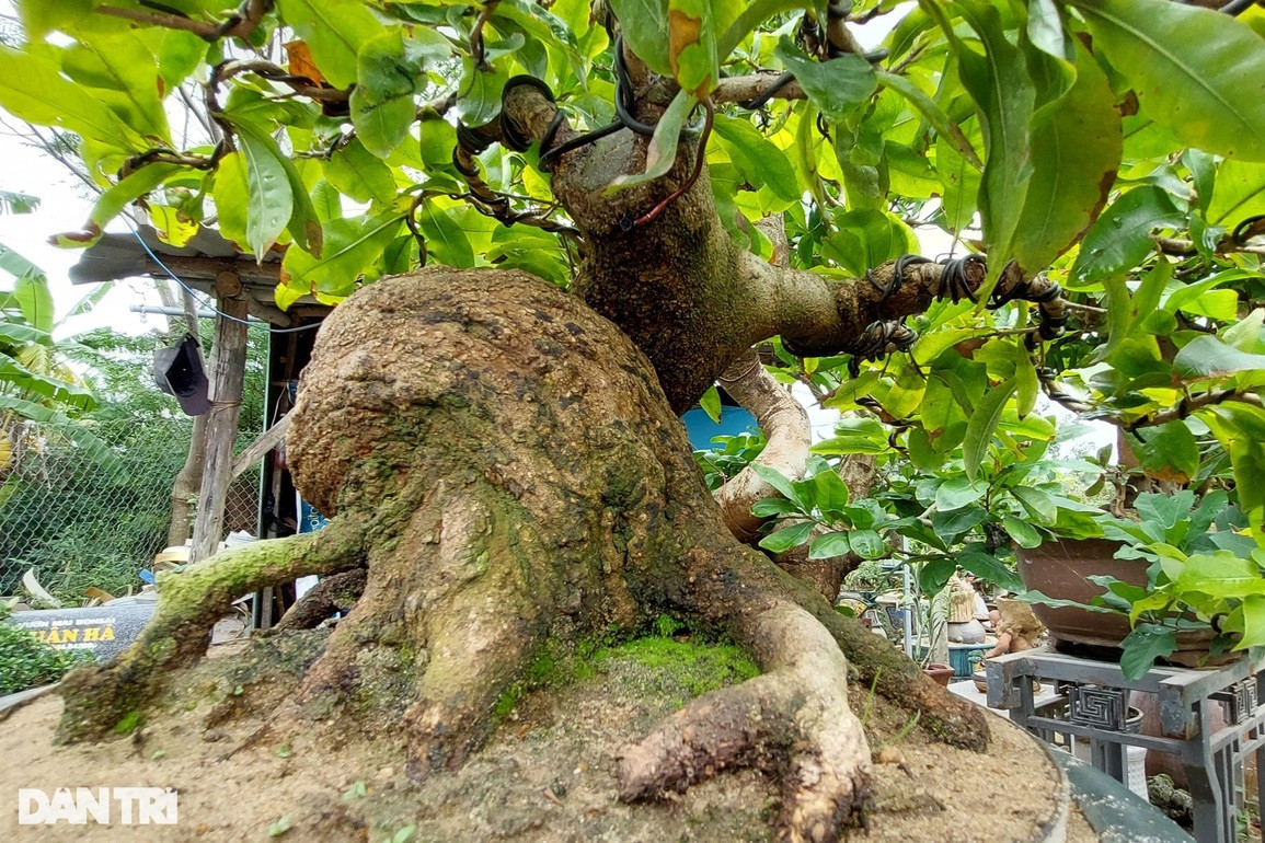 Nghệ nhân biến gốc mai vàng hết giá trị thành cây bonsai bạc tỷ - Hình 6 Nghe nhan bien goc mai vang het gia tri thanh cay bonsai bac ty-Hinh-6
