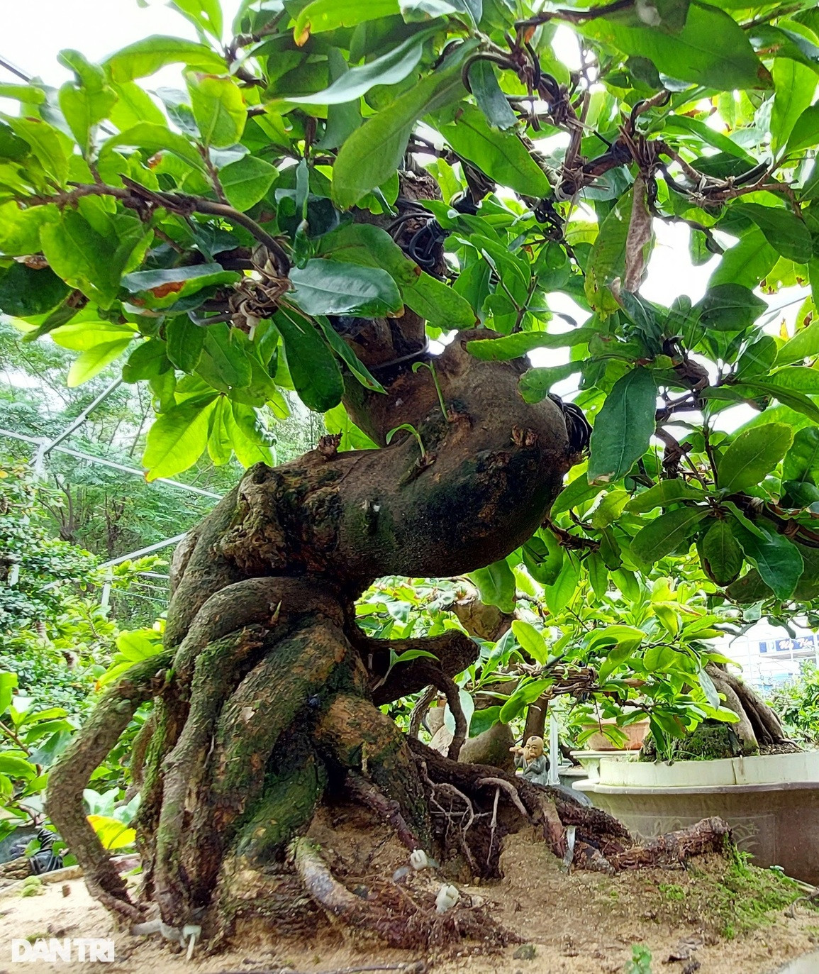 Nghệ nhân biến gốc mai vàng hết giá trị thành cây bonsai bạc tỷ - Hình 5 Nghe nhan bien goc mai vang het gia tri thanh cay bonsai bac ty-Hinh-5