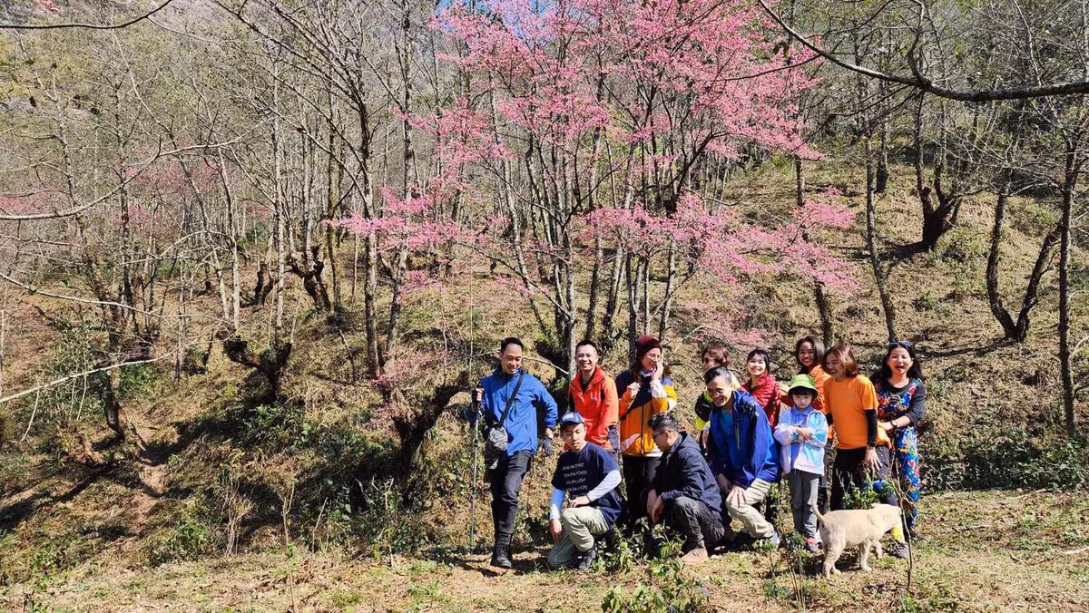 Dao rung no ro nhuom hong nui Lao Than, thoa nhung nho mua xuan-Hinh-4