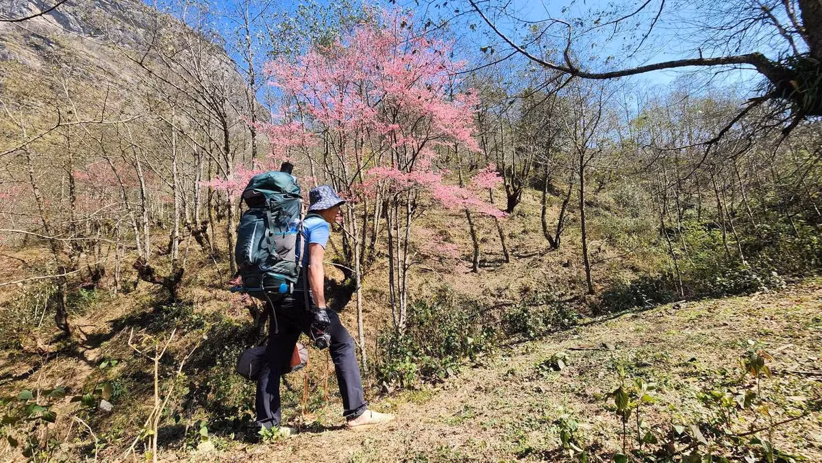 Dao rung no ro nhuom hong nui Lao Than, thoa nhung nho mua xuan-Hinh-5