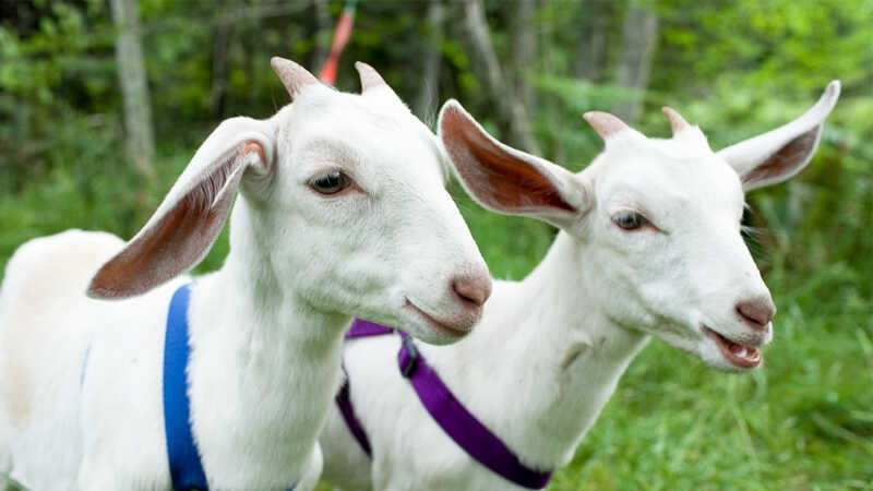  Lời khuyên: Đừng bỏ qua cơ hội nhỏ – bởi nó có thể là mồi nhử cho “đơn hàng lớn”. Cần giữ vững nguyên tắc chi tiêu hợp lý, tránh đầu tư mạo hiểm hoặc chơi hụi, chơi họ không rõ nguồn gốc. 