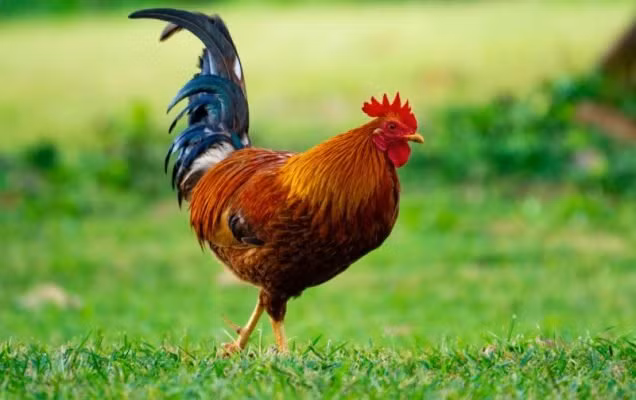 Sáng mai (1/10), 3 con giáp mở cửa đón lộc vào, 2 tuổi thị phi - Hình 3 Sang mai (1/10), 3 con giap mo cua don loc vao, 2 tuoi thi phi-Hinh-3