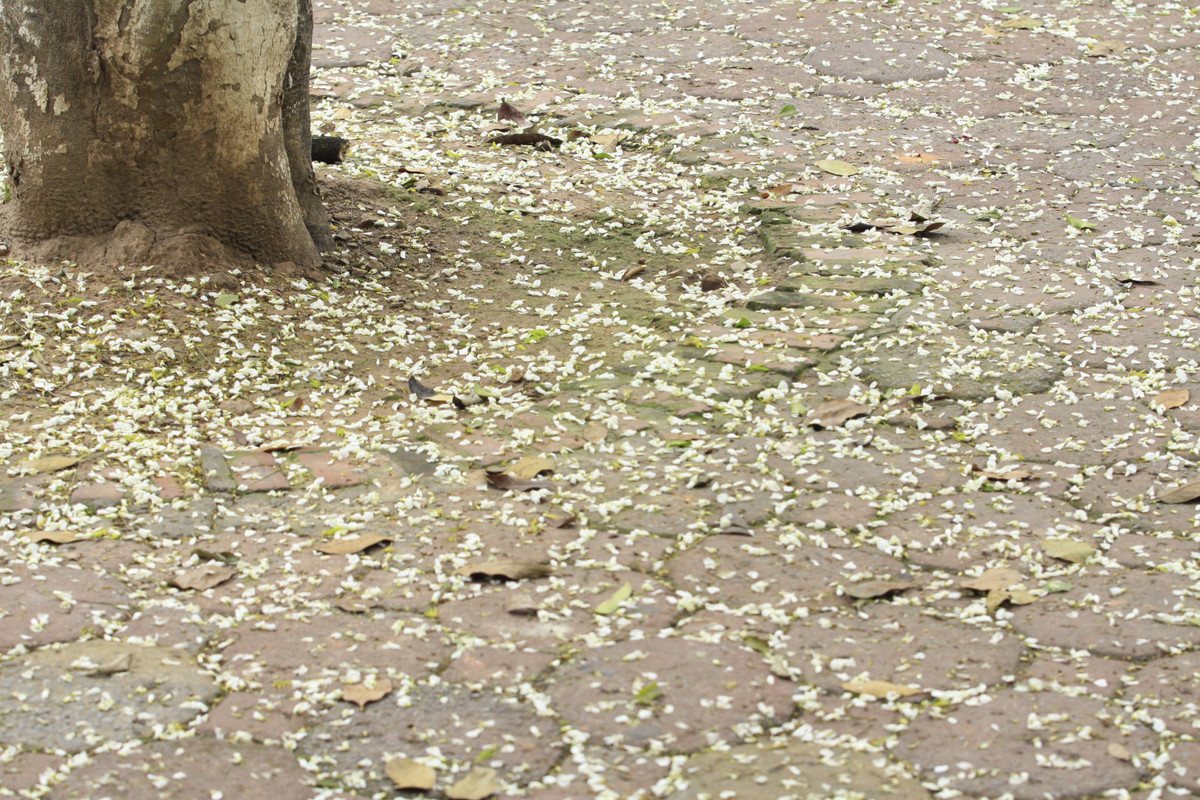 Điểm đặc biệt của loài hoa này là không nở lác đác. Mỗi lần hoa nở sẽ phủ kín cả cây. Màu trắng làm rực sáng cả một góc trời. Lãng mạng hơn mỗi khi có những cơn gió thổi qua, hàng chục, hàng trăm bông trắng lại rơi xuống, tạo nên khung cảnh vô cùng huyền ảo.