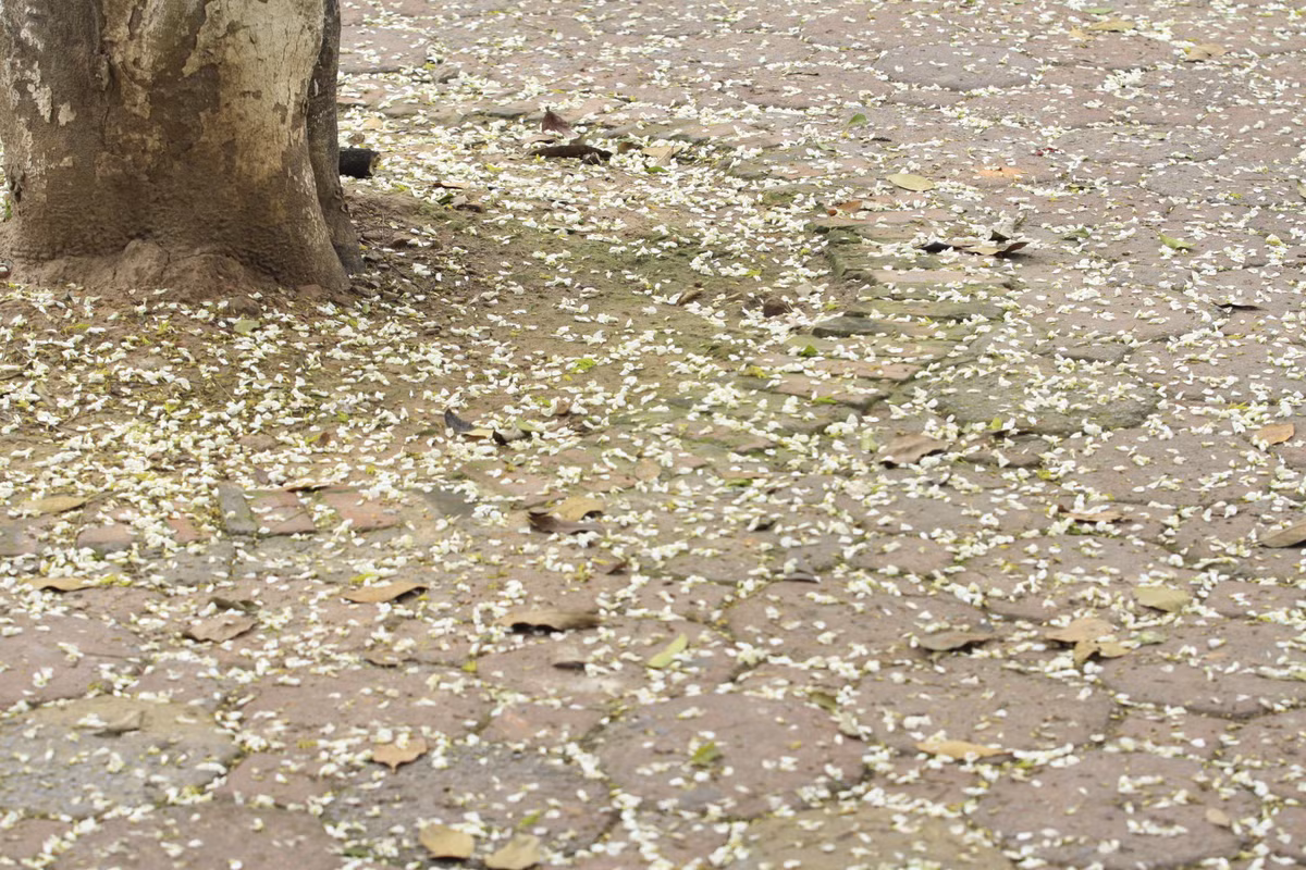 Điểm đặc biệt của loài hoa này là không nở lác đác. Mỗi lần hoa nở sẽ phủ kín cả cây. Màu trắng làm rực sáng cả một góc trời. Lãng mạng hơn mỗi khi có những cơn gió thổi qua, hàng chục, hàng trăm bông trắng lại rơi xuống, tạo nên khung cảnh vô cùng huyền ảo.