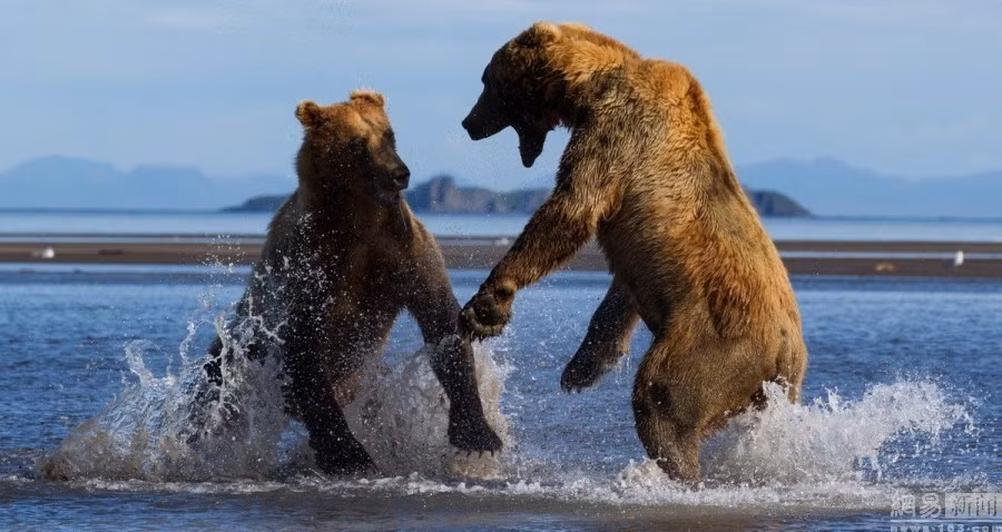 Còn trong những trận đụng độ đầy bạo lực với đồng loại của mình, giới hạn sức mạnh của gấu nâu có nhẹ hơn, không gây sát thương cho đối thủ đồng loại.