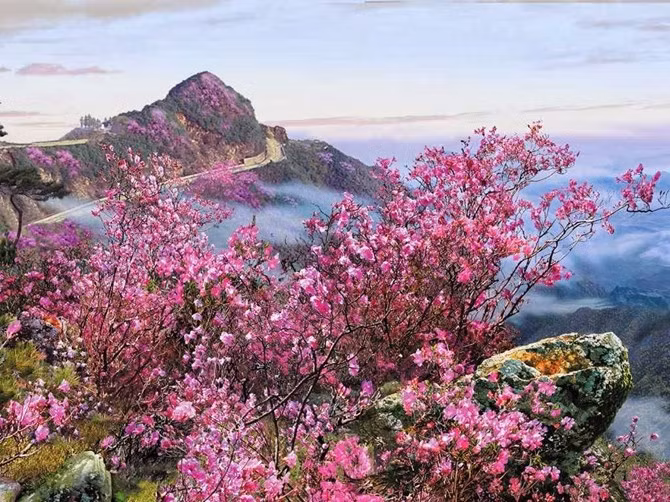 "Hoa Azalea"
