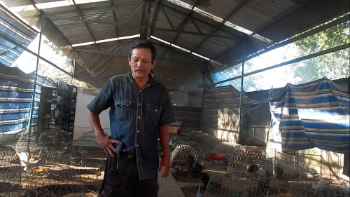 Ông Đăng bên trại gà Mã Lại của mình.