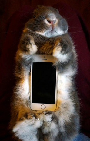 Chú thỏ nhỏ xinh đang nằm ngoan ngoãn ôm chiếc điện thoại của cô chủ. 