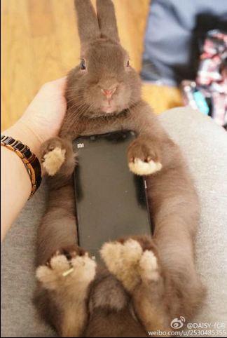  Tuy nhiên, trào lưu này không hề xuất hiện ở phương Tây. Nhiều ý kiến cho rằng, rất có thể hành động này sẽ khiến thú cưng bị đau hoặc vô tình gây hại cho sinh vật nhỏ bé này. 