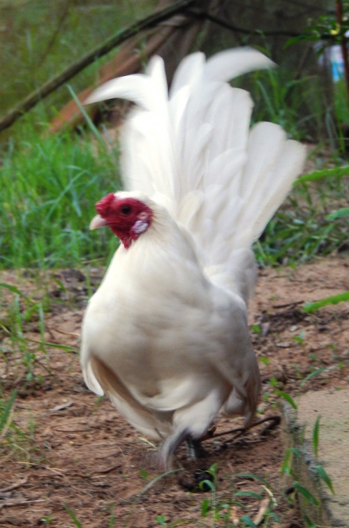 Một chú gà Nhạn Mã Lại gần đạt "chuẩn"
