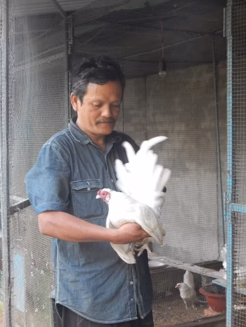 Ông Đăng đã mất hàng chục năm nhân giống gà Mã Lại quý hiếm.