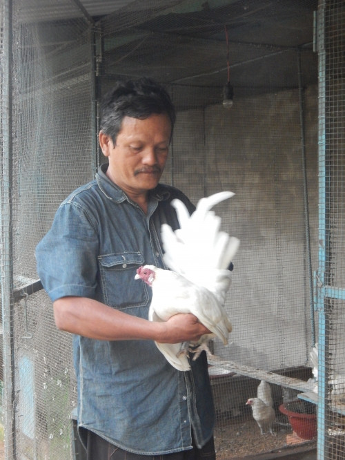 Ông Đăng đã mất hàng chục năm nhân giống gà Mã Lại quý hiếm.