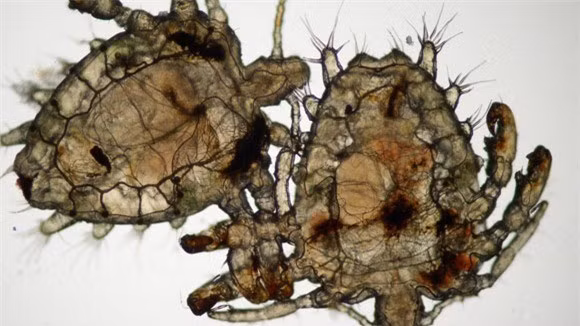 Vo chong nghi ki nhau vi bi ran ben tan cong