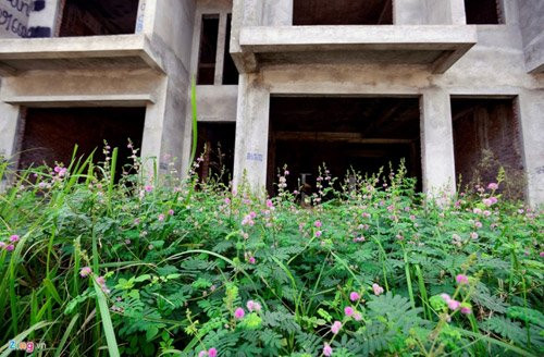 Cổng vào các ngôi biệt thự cây cỏ mọc um tùm, thậm chí không có bóng dáng công nhân làm việc