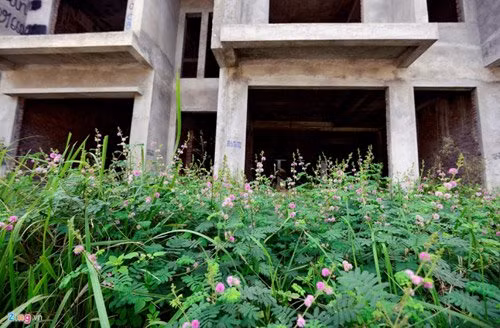 Cổng vào các ngôi biệt thự cây cỏ mọc um tùm, thậm chí không có bóng dáng công nhân làm việc