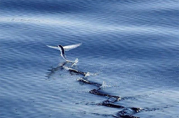 Điểm đặc biệt này giúp cá buồn có thể bay là là trên mặt nước