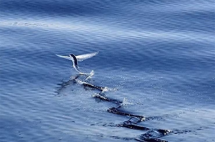 Điểm đặc biệt này giúp cá buồn có thể bay là là trên mặt nước