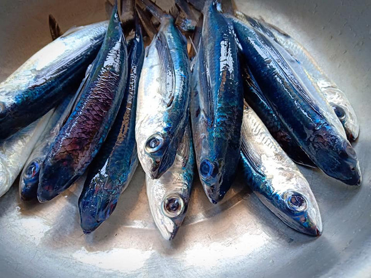 Đặc biệt từ độ qua xuân đến cuối hạ, ngày trời yên biển lặng, cá chuồn xuất hiện nhiều. Ngư dân chỉ cần sử dụng loại ghe nhỏ hoặc thúng chai là đã có thể đánh bắt cá chuồn.