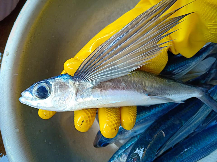 Chúng tập trung sống chủ yếu ở các vùng biển thuộc khu vực miền Trung. Chúng sống trải dài từ khu vực Đà Nẵng vào đến Bình Thuận.