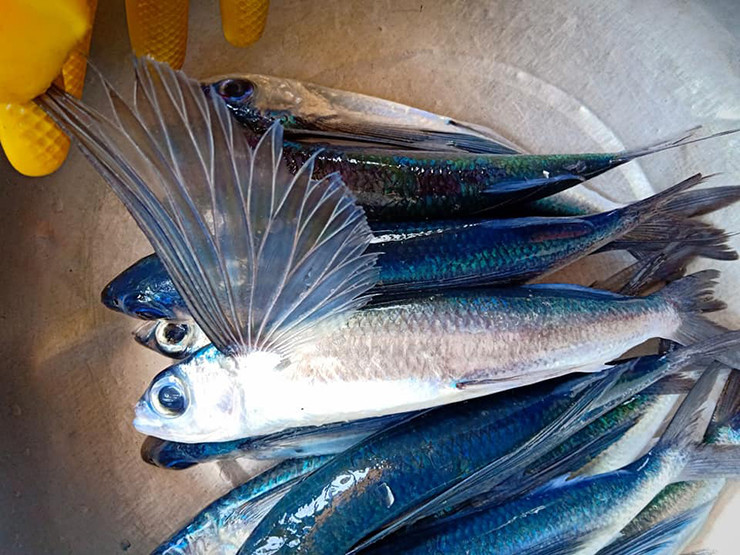 Một chú cá chuồn khi bay có thể đạt đến tốc độ là 60km/h.