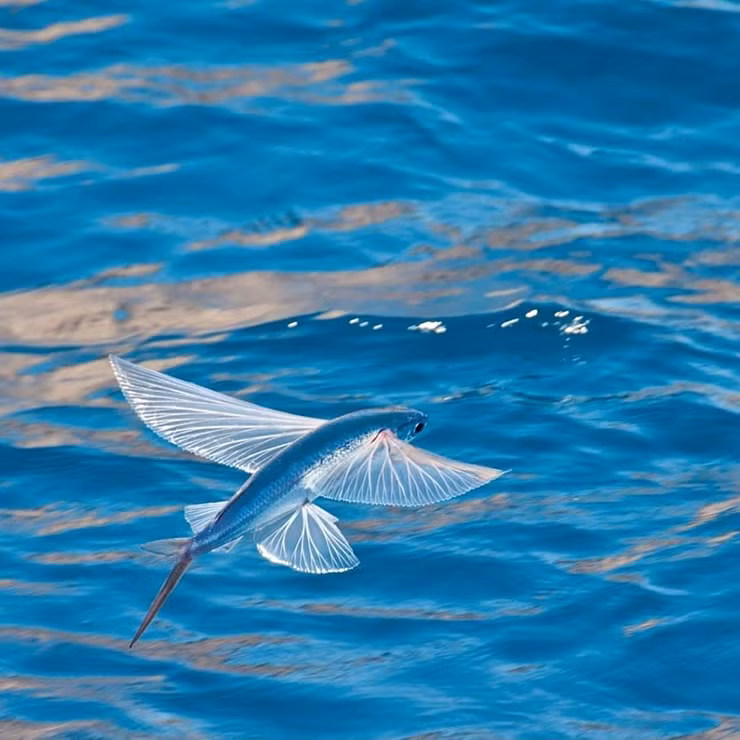 Điểm nổi bật nhất trên cơ thể của cá chuồn chính là phần vây. Theo đó, vây cá chuồn khá lớn và cứng, chúng có thể mở rộng như cánh chim.