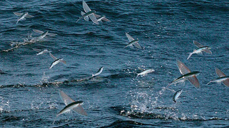 Cá chuồn có thân hình thuôn dài và hơi dẹt, một con cá chuồn bay khi trưởng thành có chiều dài trong khoảng 18 – 30,5cm, nặng từ 0,5 – 6kg.