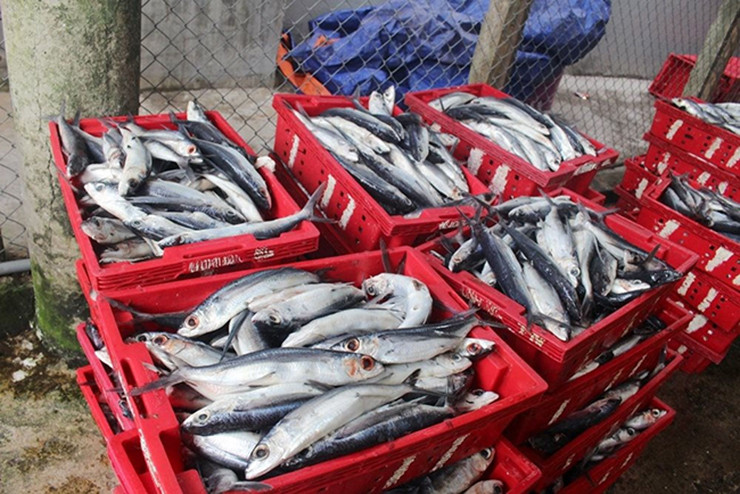 Ở các chợ hải sản, cá chuồn được bán theo cân hoặc theo con tùy kích thước. Lúc cao điểm, cá chuồn có giá lên tới 250.000 đồng/kg