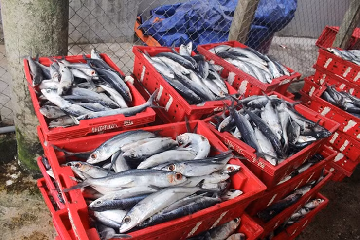 Ở các chợ hải sản, cá chuồn được bán theo cân hoặc theo con tùy kích thước. Lúc cao điểm, cá chuồn có giá lên tới 250.000 đồng/kg