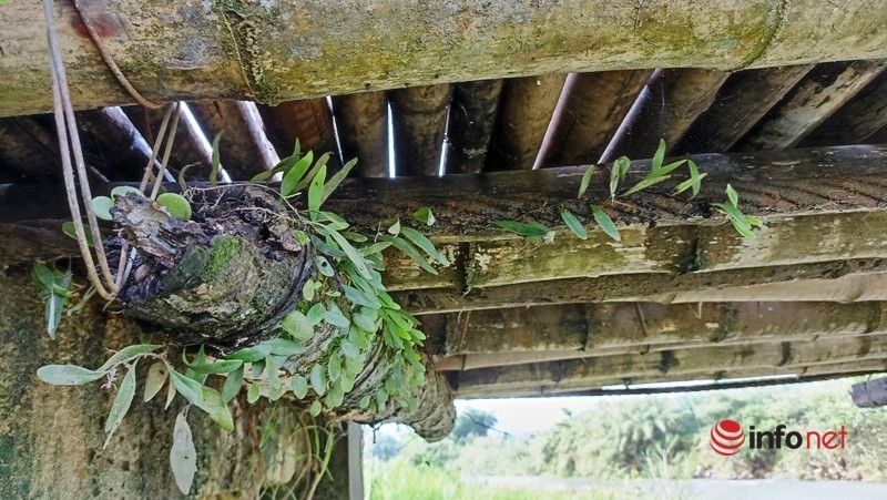 Trải qua nhiều năm, nhiều thân cây gỗ ở mặt sau cầu đã mục nát...