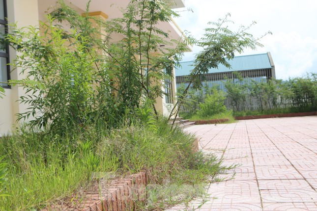 Do không sử dụng nên cây cối, cỏ dại mọc lan ra sân trụ sở.
