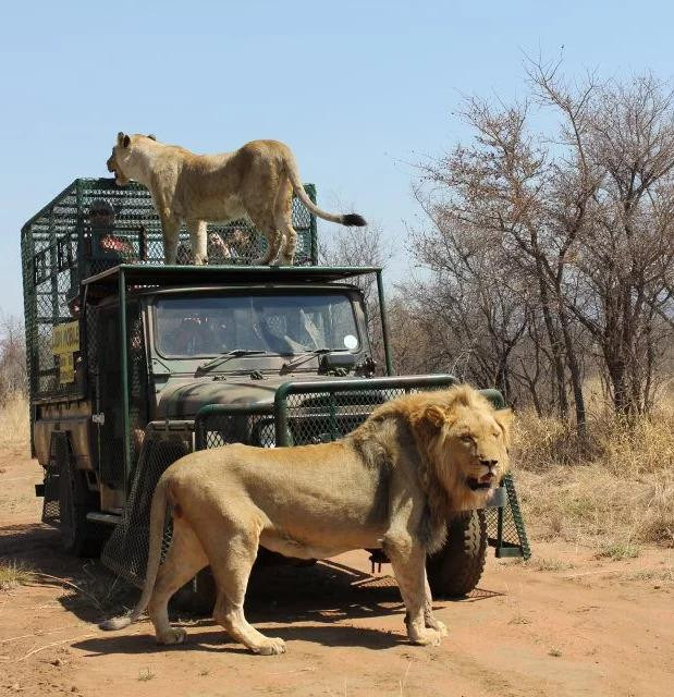 'Rợn tóc gáy' khoảnh khắc sư tử đói ăn quần ngay trên đầu người 'Ron toc gay' khoanh khac su tu doi an quan ngay tren dau nguoi