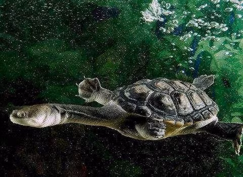 Con rua co chiec co dai nhat khong the rut dau vao mai, phai song thanh dan-Hinh-2