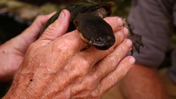 Con rua co chiec co dai nhat khong the rut dau vao mai, phai song thanh dan-Hinh-4