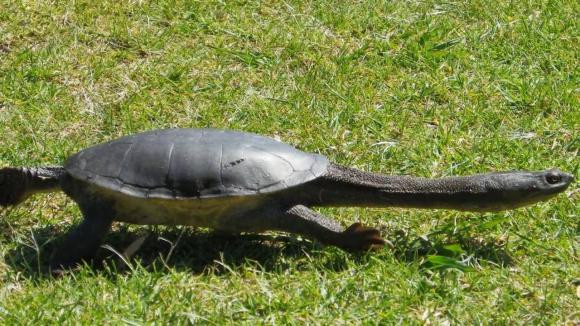 Con rua co chiec co dai nhat khong the rut dau vao mai, phai song thanh dan-Hinh-3