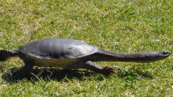 Con rua co chiec co dai nhat khong the rut dau vao mai, phai song thanh dan-Hinh-3