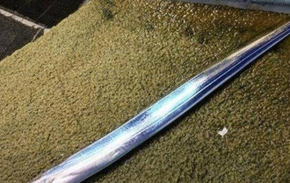 Con ca cung dau nhat the gioi, mot khi bi bat se 'tu sat'-Hinh-4