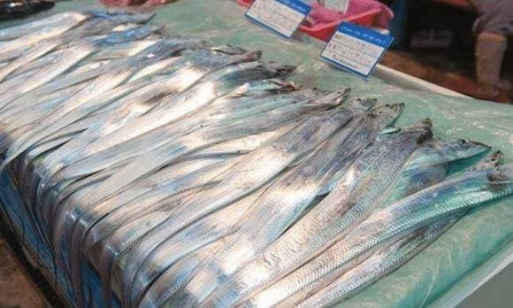 Con ca cung dau nhat the gioi, mot khi bi bat se 'tu sat'-Hinh-2