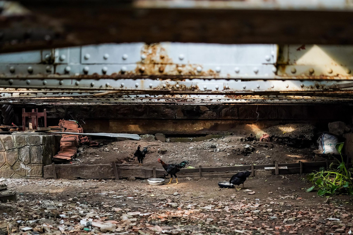 Người dân còn tận dụng gầm cầu làm nơi chăn thả gia cầm.