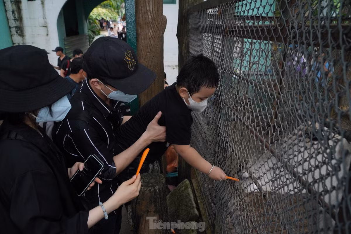 Anh Nguyễn Nhật Phong (Quận 8) cho biết, ngày Quốc tế Thiếu nhi năm nay vào thời điểm giữa tuần nhưng anh cùng vợ vẫn cố gắng thu xếp để đưa con đi chơi và khám phá thế giới động vật xung quanh.