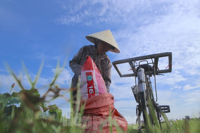 Sau khi hái xong, người dân thu gom và chở về nhà để tách hạt sen mang đi bán. 