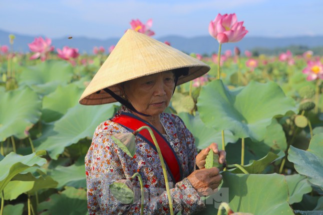 “Mới đầu mùa nên sen mới nở chưa có đài nhiều. Vào trúng vụ phải hái từ sáng đến trưa mới xong, như năm nay sen đầu mùa được giá nên dân rất phấn khởi”, bà Hương chia sẻ.
