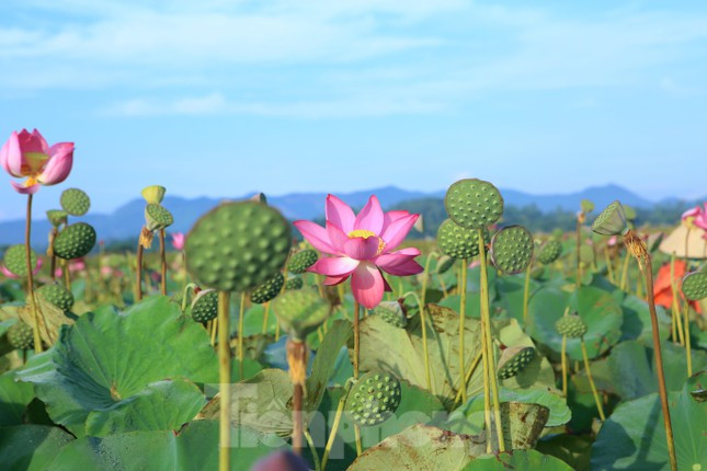 Mỗi sào bình quân thu từ 3-4 tạ đài sen tươi. Hiện đang đầu mùa nên giá bán dao động từ 40-50 ngàn đồng/kg hạt tươi. Ước tính mỗi ruộng sen một mùa sẽ thu về từ 10-15 triệu đồng.