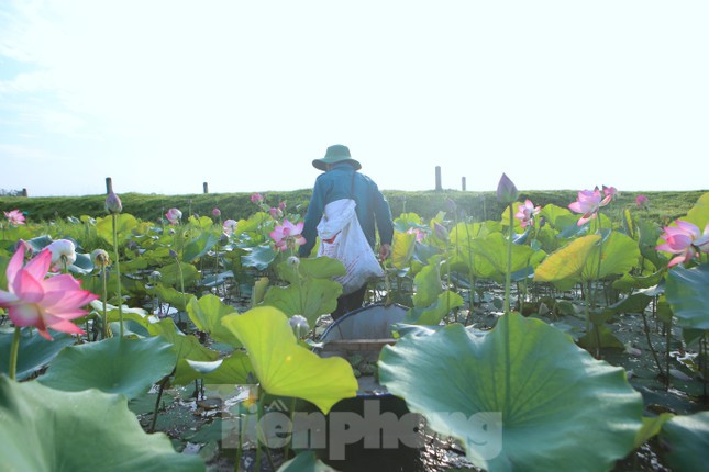 Vì nước sâu, đầm bị lầy nên người dân phải sử dụng thuyền nhôm để hái đài sen.