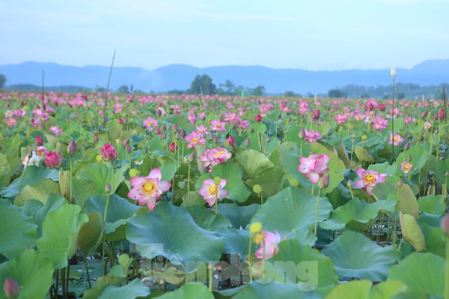 Những bông sen đua nhau khoe sắc, toả hương thơm ngào ngạt. Nơi đây thu hút nhiều giới trẻ đến chiêm ngưỡng và chụp ảnh kỷ niệm.