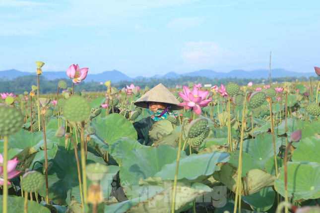 Những ngày này từ sáng sớm hoặc chiều muộn tại đầm sen thôn Thanh Châu trở nên nhộn nhịp.